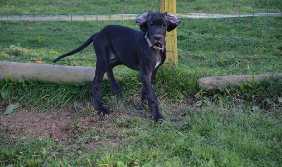 Les chiots de Dogue allemand