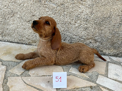 Les chiots de Basset fauve de Bretagne