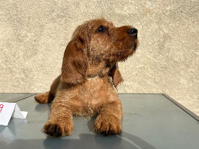 Les chiots de Basset fauve de Bretagne