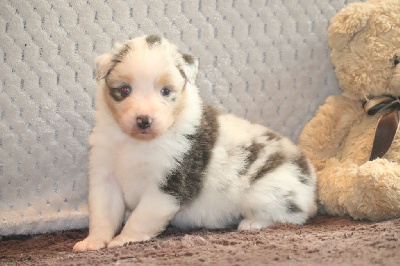 Les chiots de Berger Australien