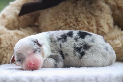 Les chiots de Berger Australien