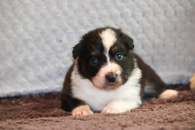 Les chiots de Berger Australien