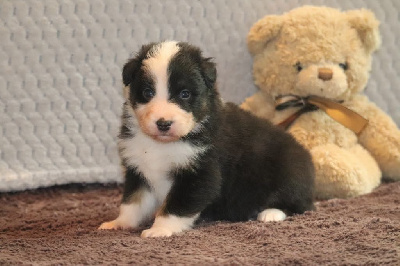 Les chiots de Berger Australien