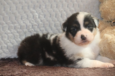 Les chiots de Berger Australien