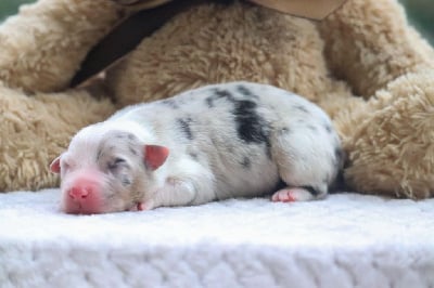 Les chiots de Berger Australien