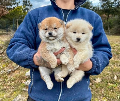 Les chiots de Shiba