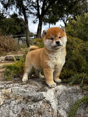 Les chiots de Shiba