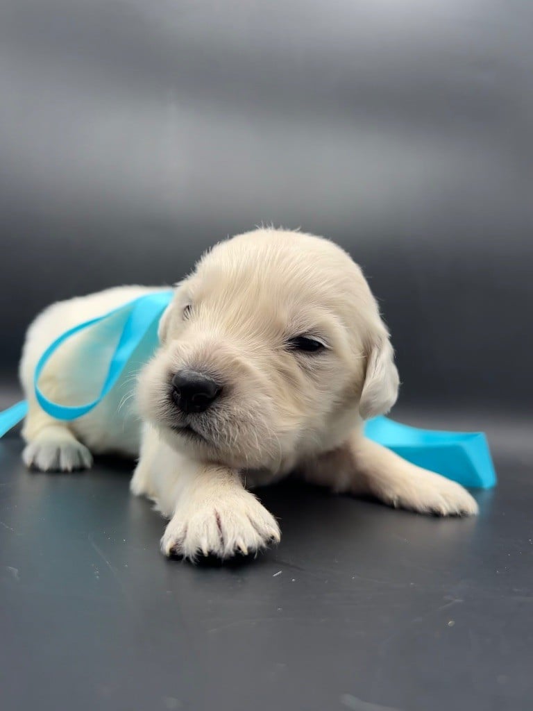 CHIOT 1 - Golden Retriever