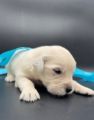 Les chiots de Golden Retriever