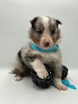 Les chiots de Shetland Sheepdog