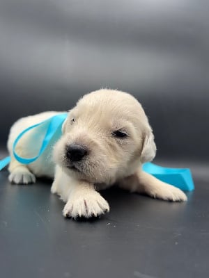 Les chiots de Golden Retriever