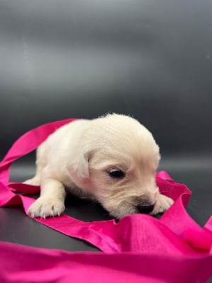 Les chiots de Golden Retriever