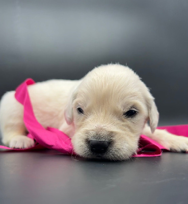 Les chiots de Golden Retriever