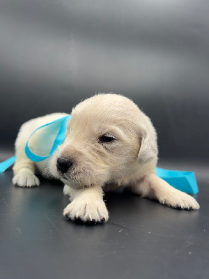 Les chiots de Golden Retriever