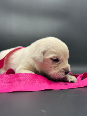 Les chiots de Golden Retriever