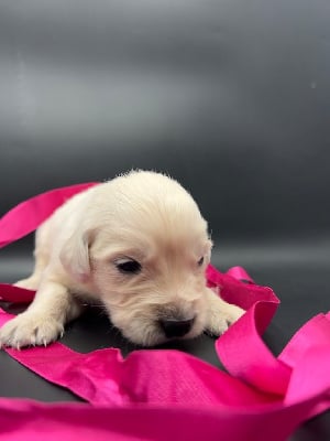 Les chiots de Golden Retriever