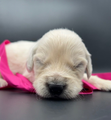 Les chiots de Golden Retriever