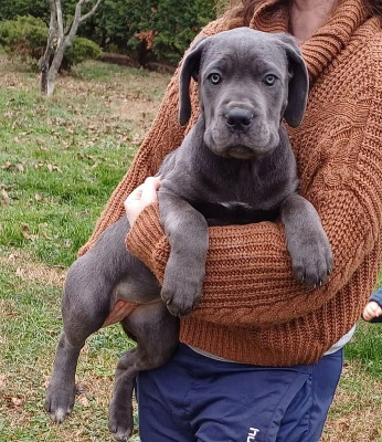 Les chiots de Cane Corso