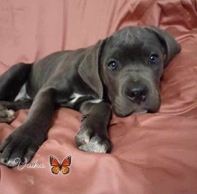 Les chiots de Cane Corso