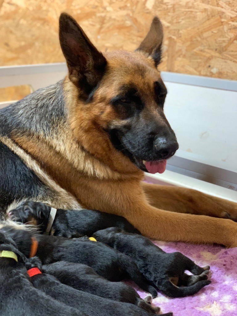 CHIOT - Berger Allemand