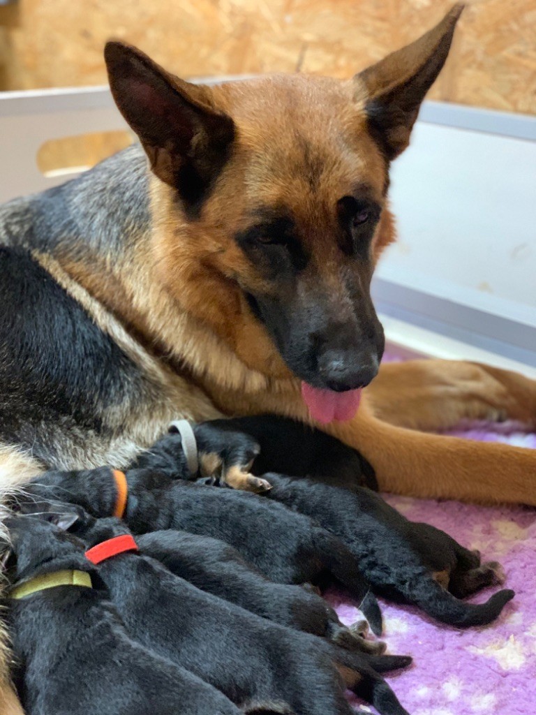 CHIOT - Berger Allemand