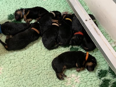 Les chiots de Berger Allemand