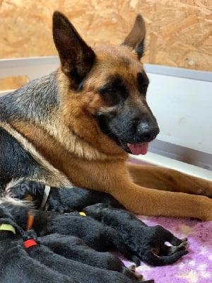 Les chiots de Berger Allemand