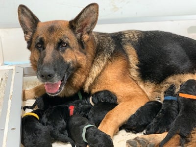 Les chiots de Berger Allemand