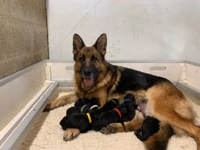 Les chiots de Berger Allemand