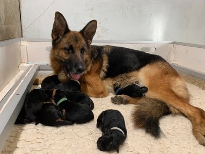 Les chiots de Berger Allemand