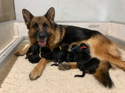 Les chiots de Berger Allemand