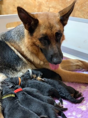 Les chiots de Berger Allemand