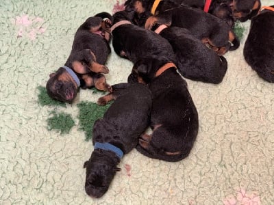 Les chiots de Berger Allemand