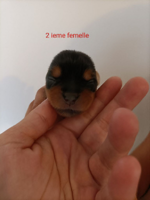 Les chiots de Yorkshire Terrier