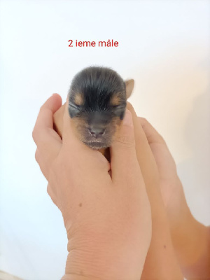 Les chiots de Yorkshire Terrier