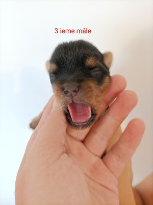 Les chiots de Yorkshire Terrier