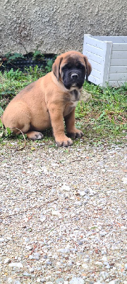 Les chiots de Mastiff