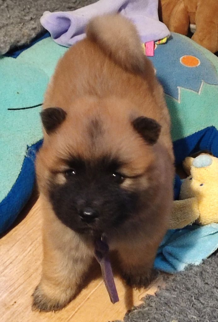 Miss collier Violet - Eurasier