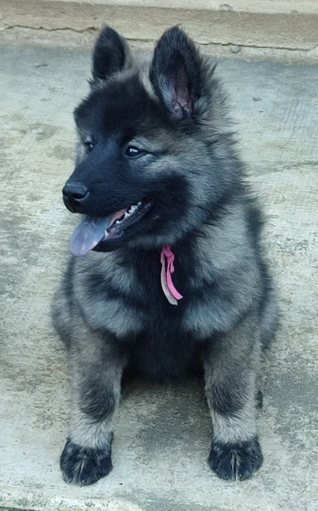 Miss collier Rose - Eurasier