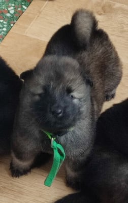 Les chiots de Eurasier