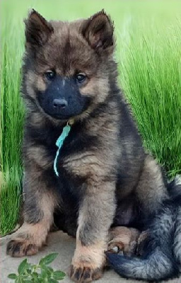 Les chiots de Eurasier