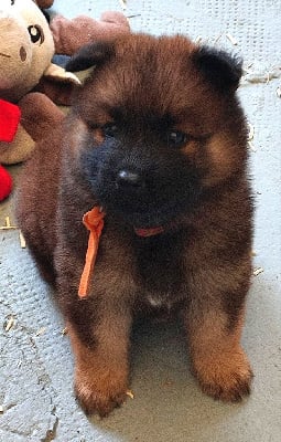 Les chiots de Eurasier