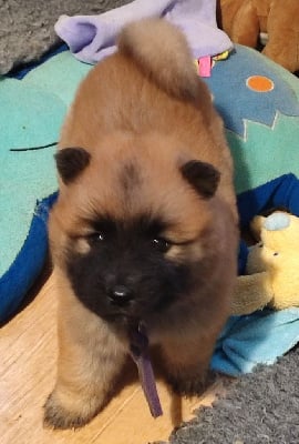 Miss collier Violet - Eurasier