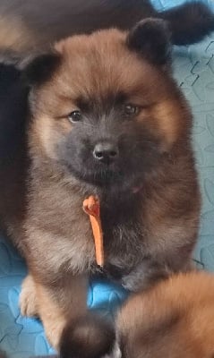 Les chiots de Eurasier