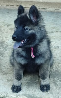 Les chiots de Eurasier