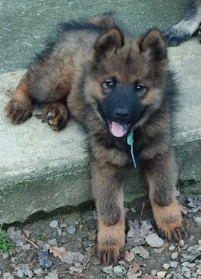 Les chiots de Eurasier