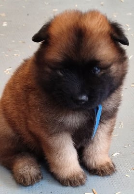 Les chiots de Eurasier