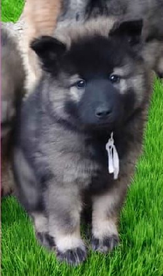 Les chiots de Eurasier