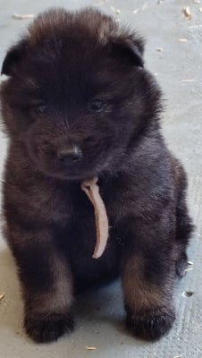 Les chiots de Eurasier