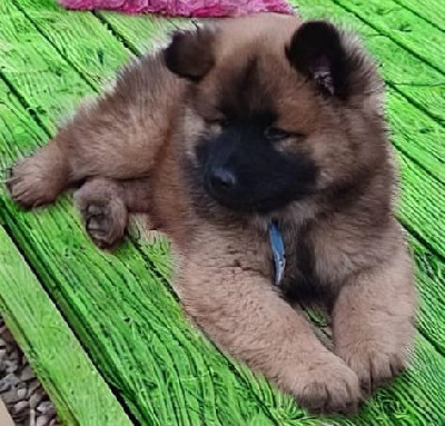 Les chiots de Eurasier